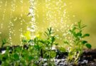 Kann man Pflanzen mit Mineralwasser gießen?