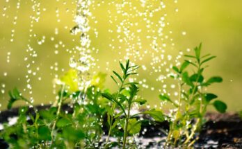 Pflanzen mit Mineralwasser gießen
