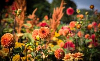 Spätblüher im Garten