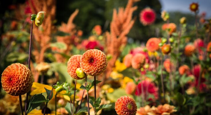 Spätblüher im Garten