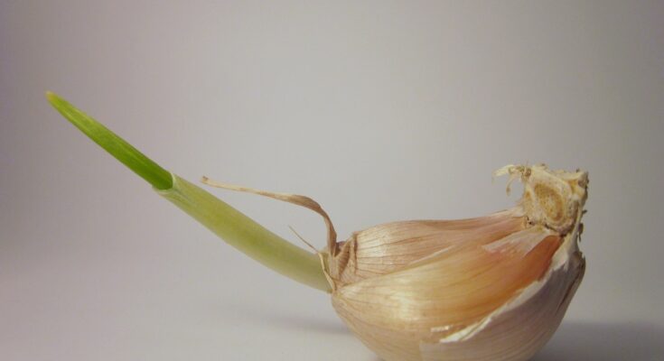 Keimenden Knoblauch noch essen?