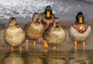 Warum Enten nicht mit Brot füttern?