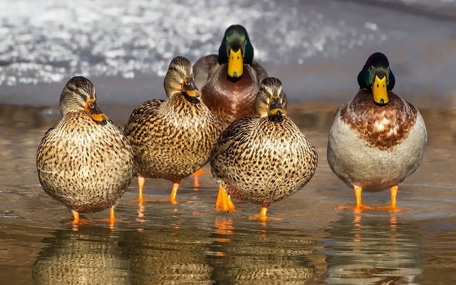 Enten füttern